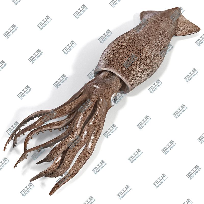 images/goods_img/202105073/Fresh Squid/2.jpg